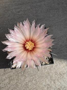 Coryphantha poselgeriana